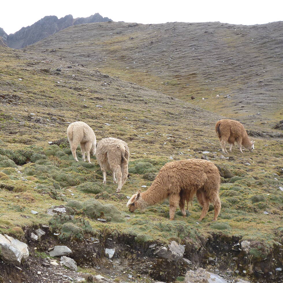reise_selva_195.jpg reise_selva_195.jpg
